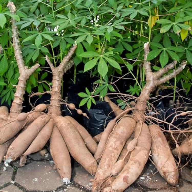 5 Cassava Yuca Plants Cuttings, Sweet Yuca Cuttings for Growing Outdoors, 6 to 8 Inc Tall