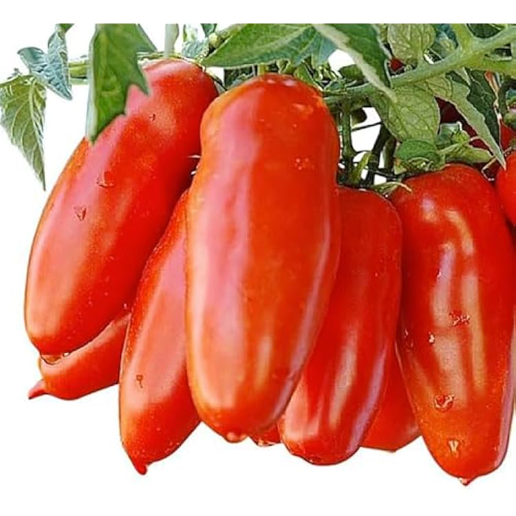 San Marzano Tomato Seeds - For Growing Delicious Tomatoes for Sauces, Paste, Canning