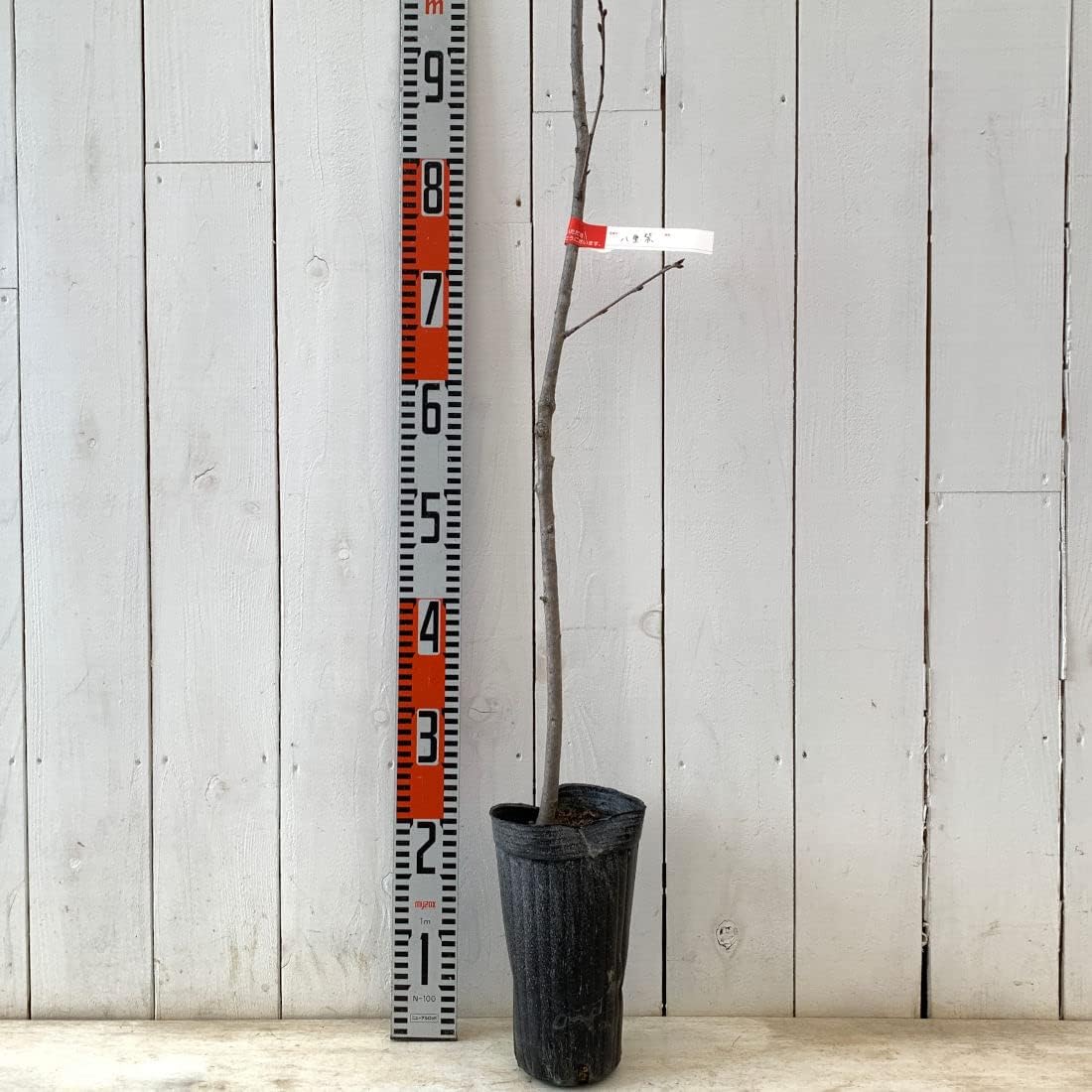 Sakura Seedling, Double Purple, 4.7 inches 12 cm Long Pot Seedling, Yamurasaki Sakura Seedling, Sakura