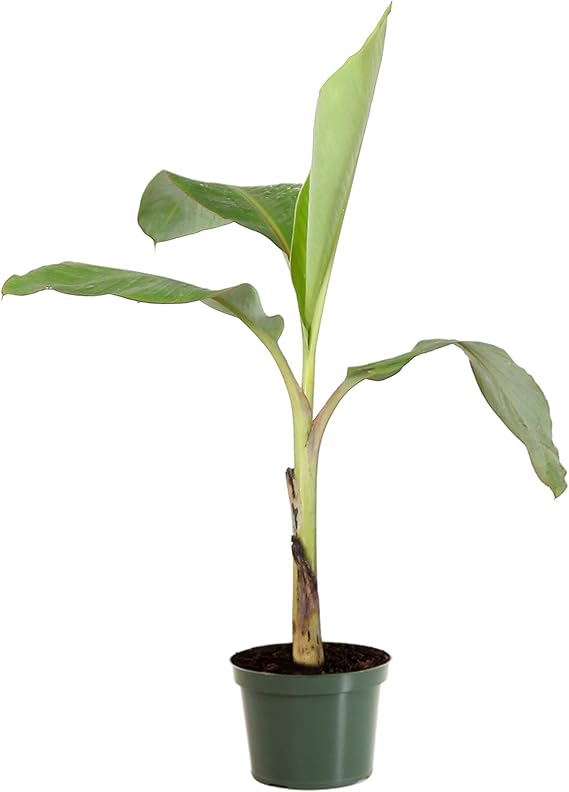 Brighter Blooms Ice Cream Banana Tree, 6" Pot